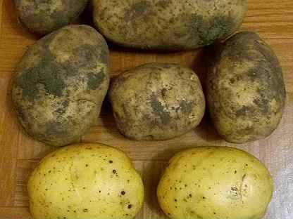Картофель адретта: характеристика и описание сорта, выращивание и уход