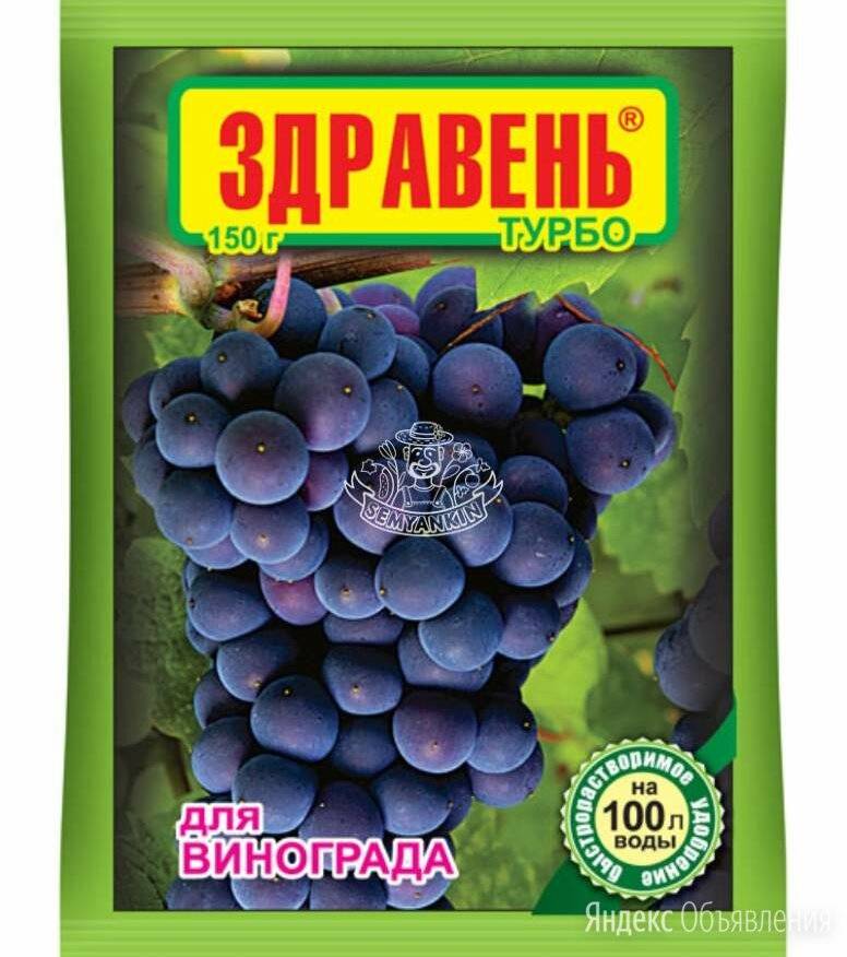 ᐉ здравень виноград турбо - отзывы, описание - roza-zanoza.ru