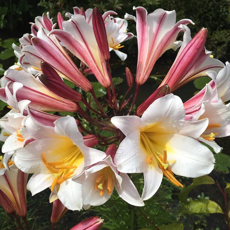 Лилии: посадка и уход в саду, хранение после цветения, сорта