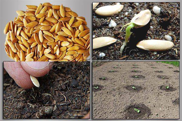 Все о подготовке семян арбуза к посадке на рассаду: проверка на всхожесть