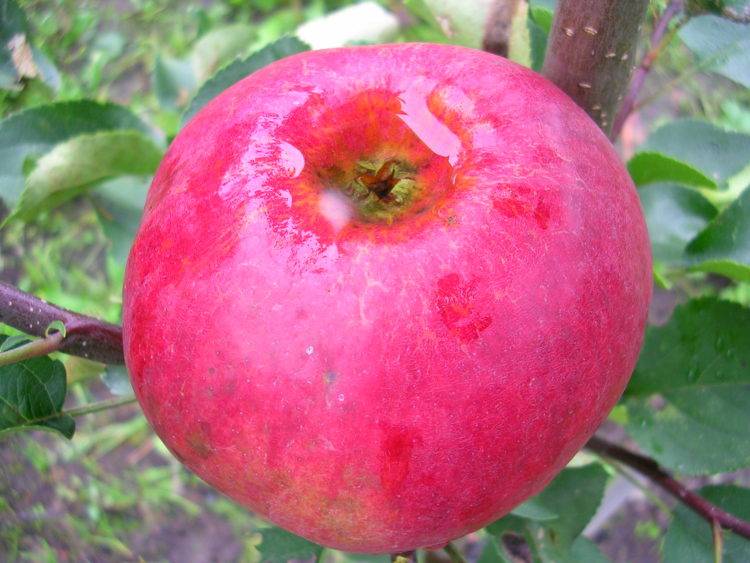 Колоновидная яблоня медок: описание, фото, отзывы, характеристика сорта, посадка и уход