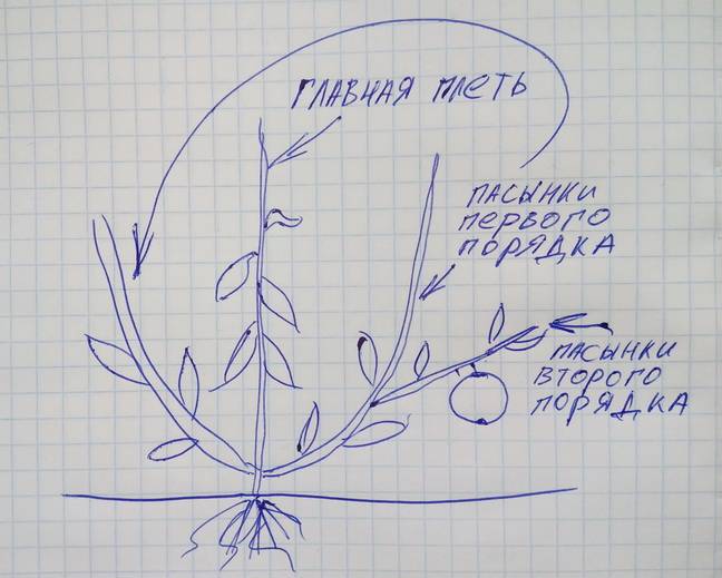 Как прищипывать арбузы: посадка и уход в открытом грунте и теплице, нужно ли, схема