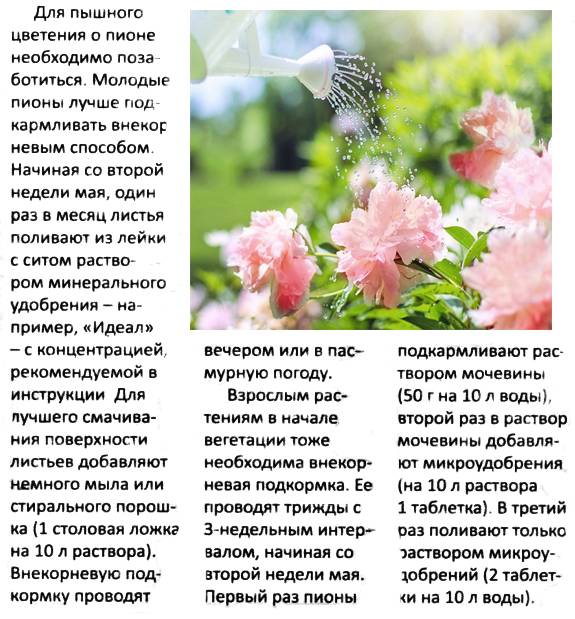 Как ухаживать за пионами во время и после цветения на supersadovnik.ru