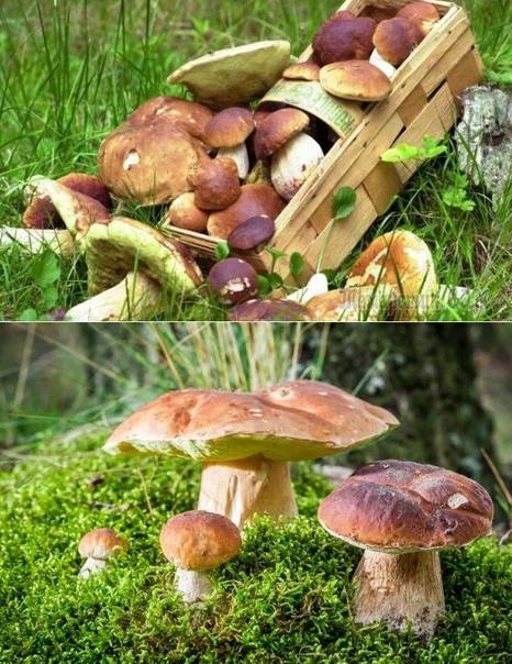 Какие грибы можно вырастить на даче и как это делать