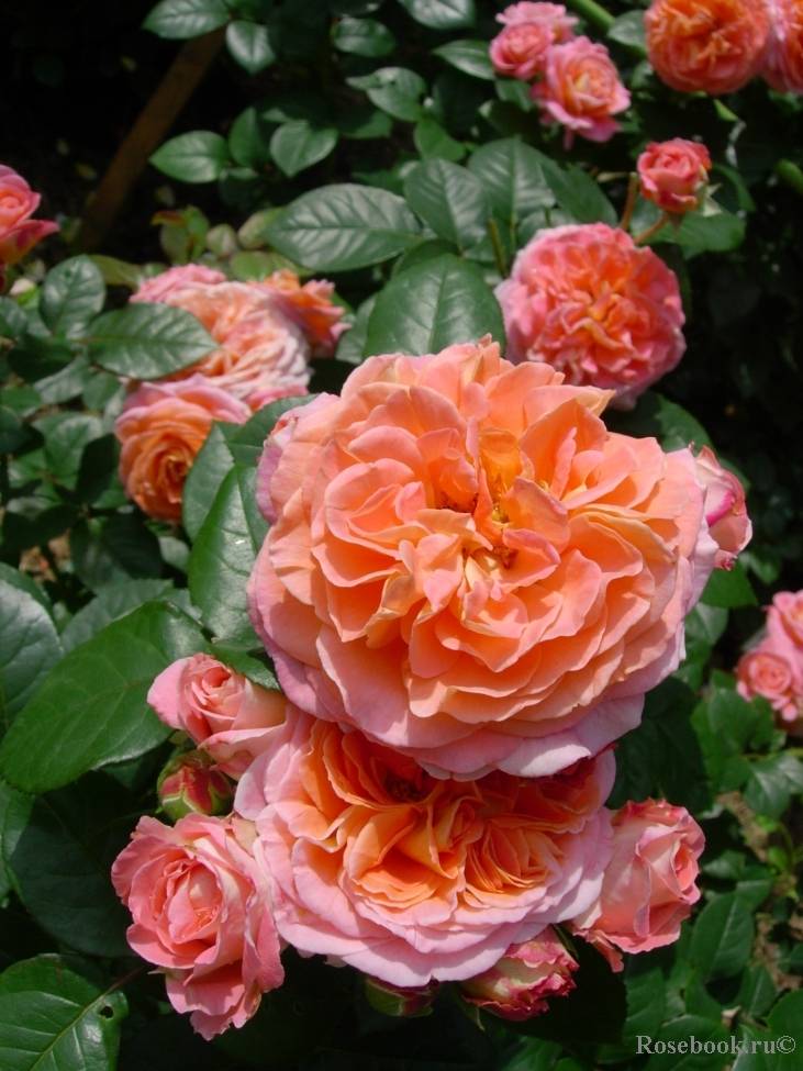 Зимостойкие розы шрабы — что это такое, сорта, фото и видео