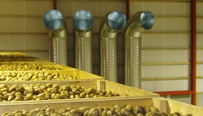 Хранение семенного картофеля: как хранить правильно, температура хранения семян, как сохранить картошку до посадки в домашних условиях, квартире и погребе