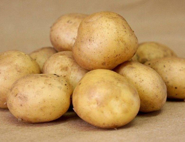 Картофель родриго отзывы форум. вкусный и неприхотливый картофель родриго: секреты раннего урожая