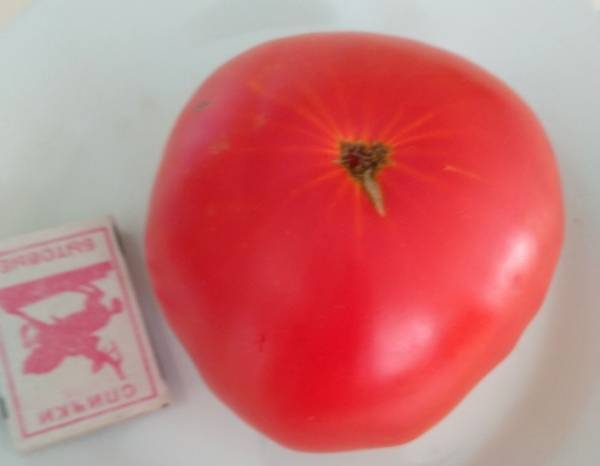 Обладающий устойчивостью к непогоде и великолепной урожайностью томат «спецназ»: обзор сорта и нюансов выращивания
