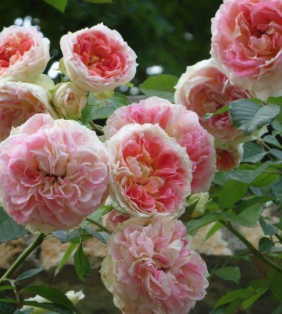 Роза цезарь (cesar) — описание сорта