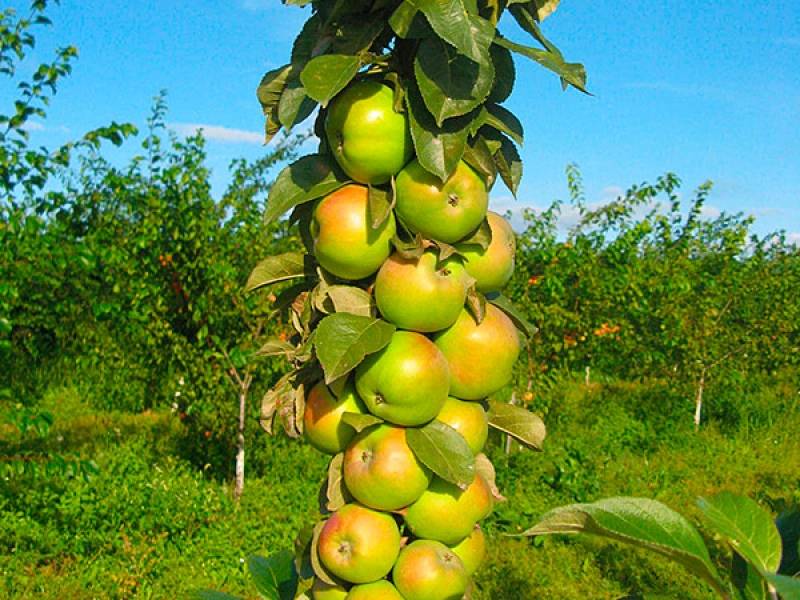 Описание сорта колоновидной яблони президент: фото яблок, важные характеристики, урожайность с дерева