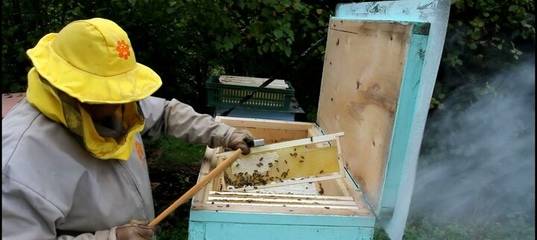 Содержание пчел - методы, способы, требования и основные правила (видео + 100 фото)