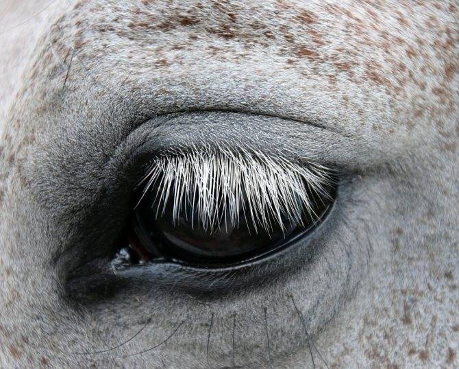Современные методы терапии глаза. лечение внутриглазного воспаления у лошадей