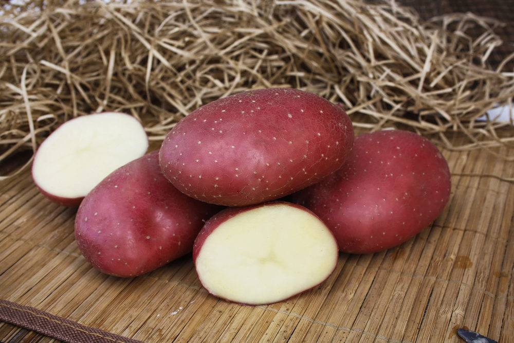 Сорт картофеля «ажур» – описание и фото