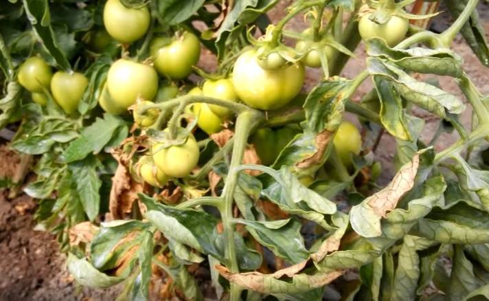 Фузариозное увядание рассады томатов: лечение, обработка, опрыскивание