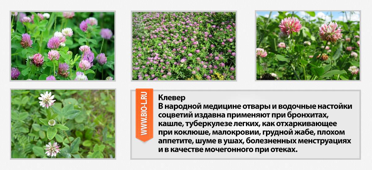 Клевер луговой: описание, лечебные свойства и применение растения