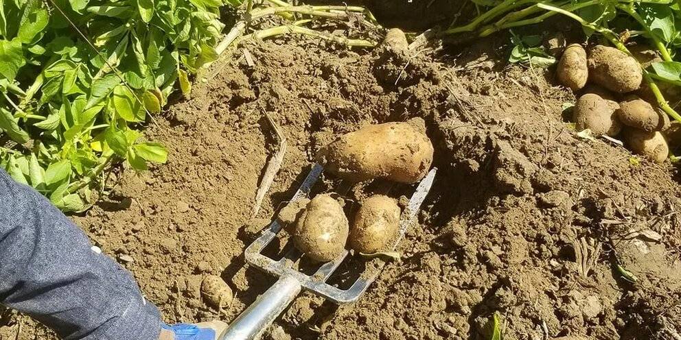 Как сажать картофель: сроки, способы, подготовка клубней и почвы