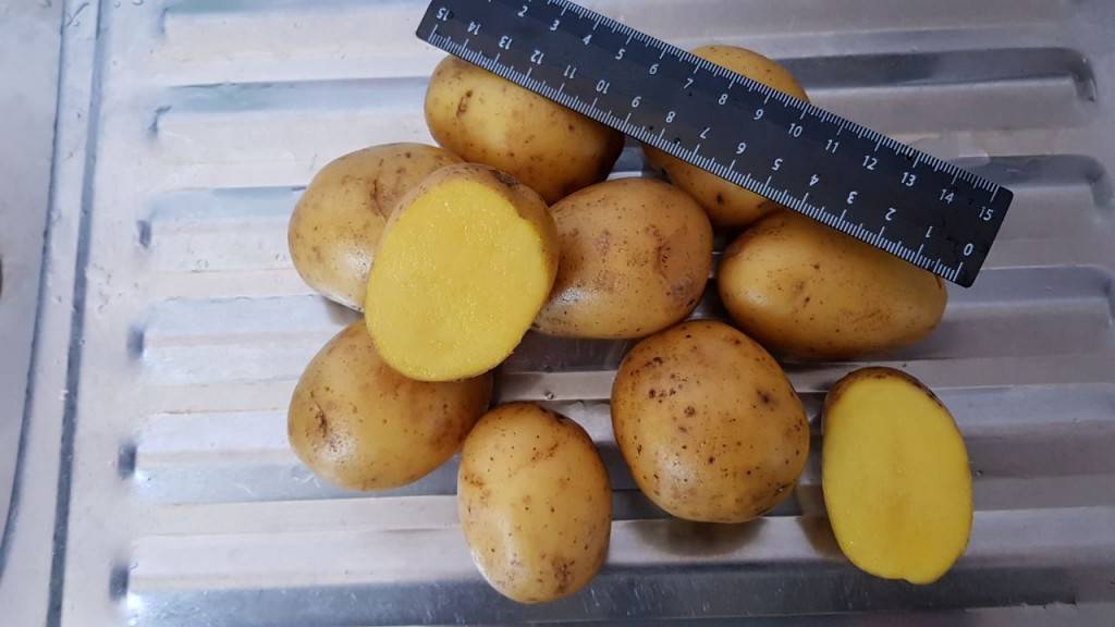 Картофель елизавета: описание и характеристика сорта, урожайность с фото