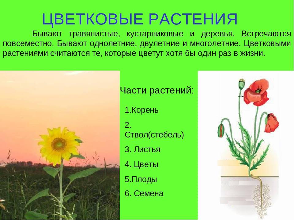 Примеры про растения. Цветковые растения названия. Сообщение о цветковых растениях. Цветковые растения названия 2 класс. Цветковые растения 3 класс окружающий мир.