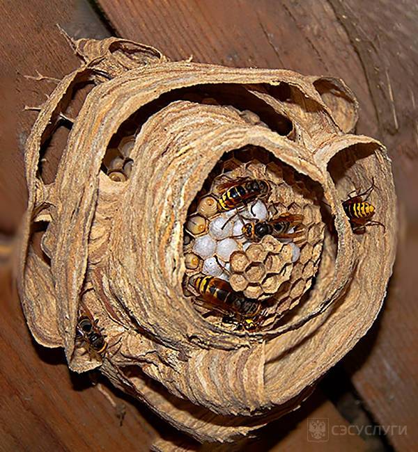 Гнездо шершней: как его найти и уничтожить, методы и спосбы