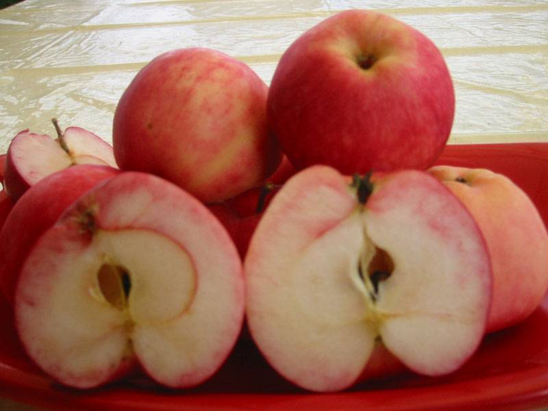 Секреты выращивания яблони сорта мечта
