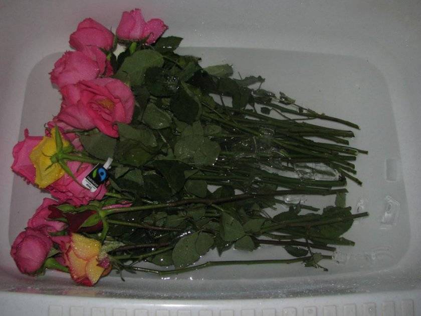 Что делать, чтобы срезанные розы дольше стояли в вазе? какие сорта роз стоят в срезанном виде в вазе дольше всего? как правильно добавлять сахар, водку, аспирин в воду в вазе, чтобы живые розы дольше стояли?