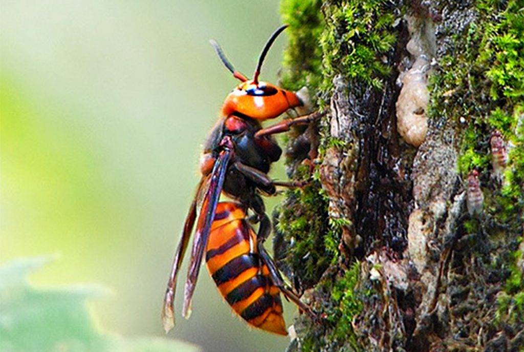 Азиатский шершень – одно из самых крупных и опасных насекомых