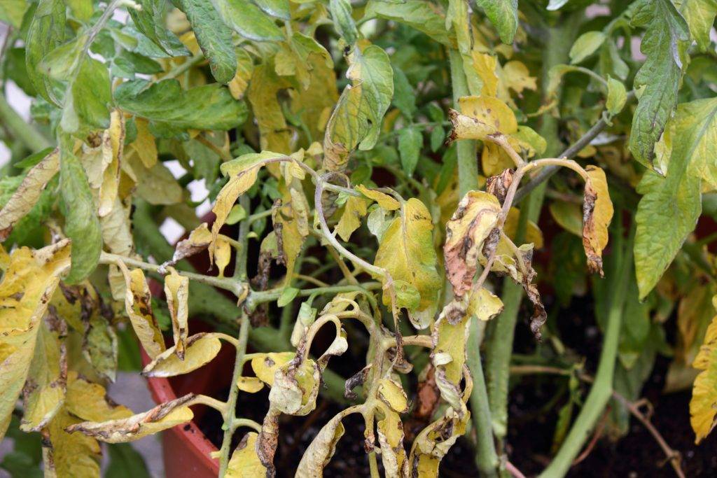 Почему у рассады томатов сохнут кончики листьев
