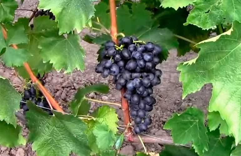 Сорт винограда "аттика": описание с фото