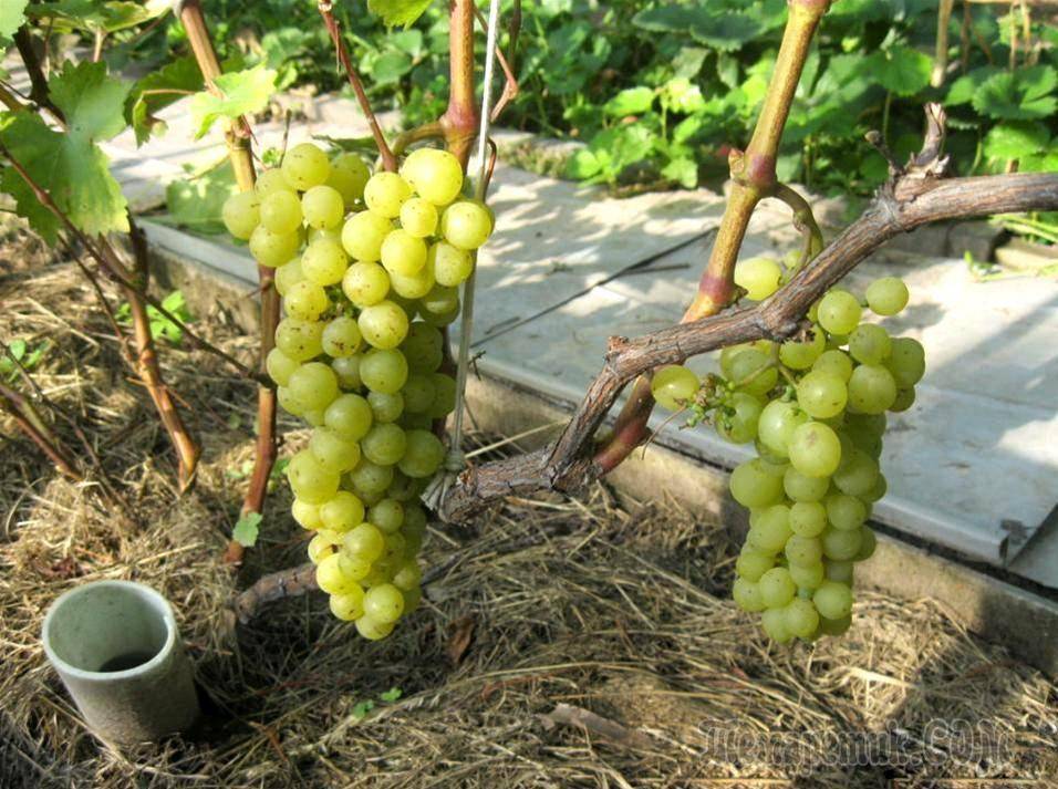 Посадка винограда осенью саженцами: технология посадки, укрытие