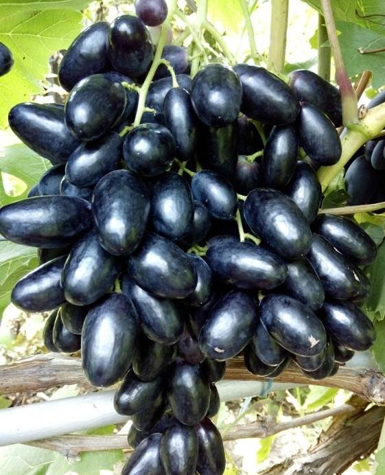 Выращиваем болгарский сорт винограда велика