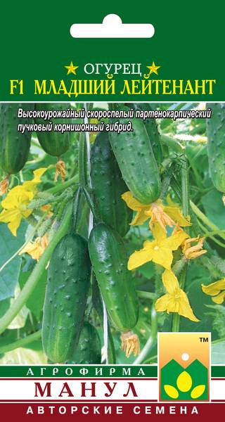 Сорта огурцов букетного типа: описание сортов, выращивание и уход