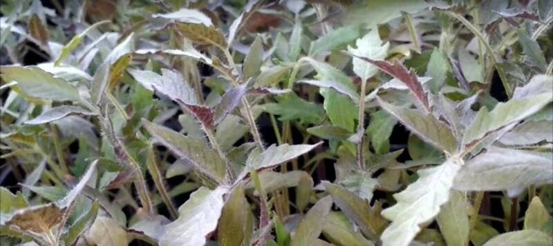 Почему у рассады помидоров фиолетовые листья снизу и стебель – что делать, чем подкормить