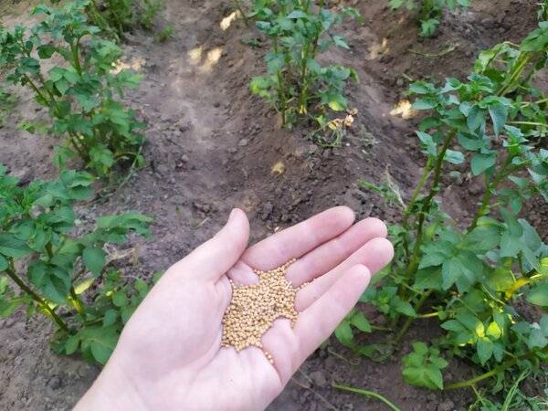Когда и как сеять горчицу для удобрения почвы, в качестве сидерата, когда закапывать