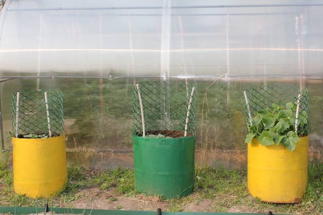 Как посадить огурцы в открытый грунт - делаем правильно