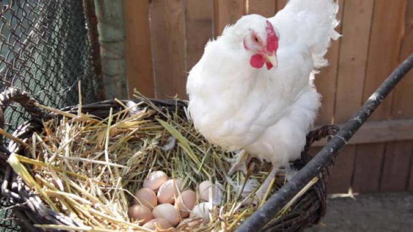 ✅ как посадить курицу на яйца насильно. как посадить курицу на яйца насильно - живой-сад.рф