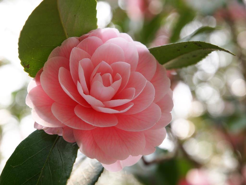 Самые красивые японские цветы и их названия