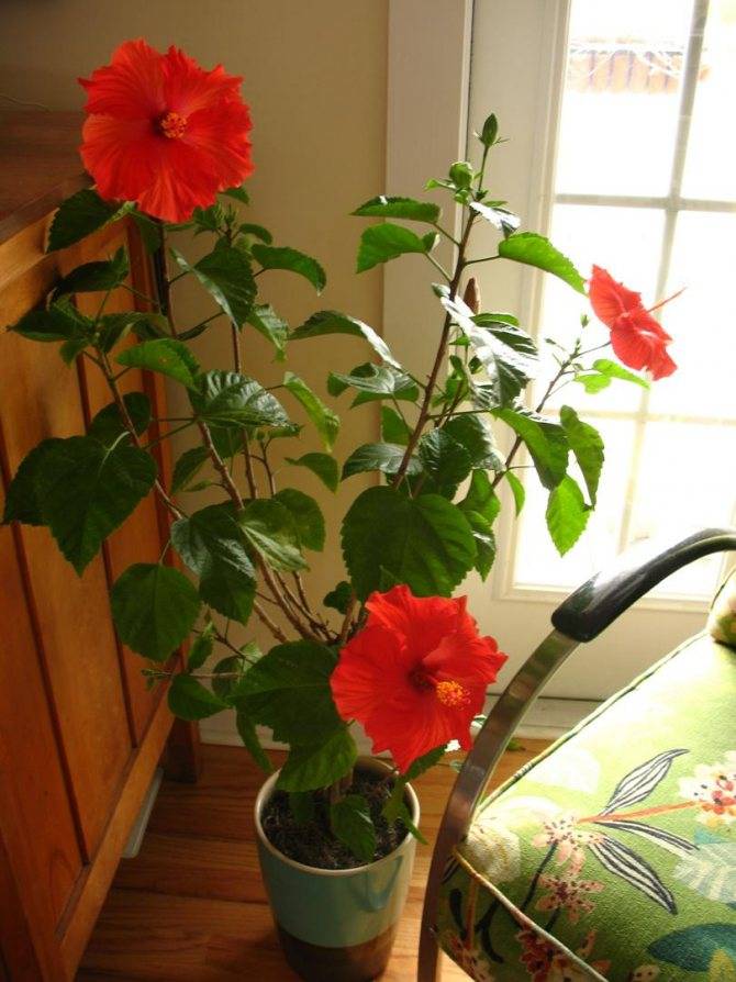 Гибискус комнатный: уход в домашних условиях, посадка и размножение цветка