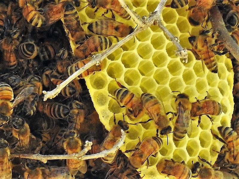 Мёд диких пчёл: описание, полезные свойства и противопоказания, способы сбора
