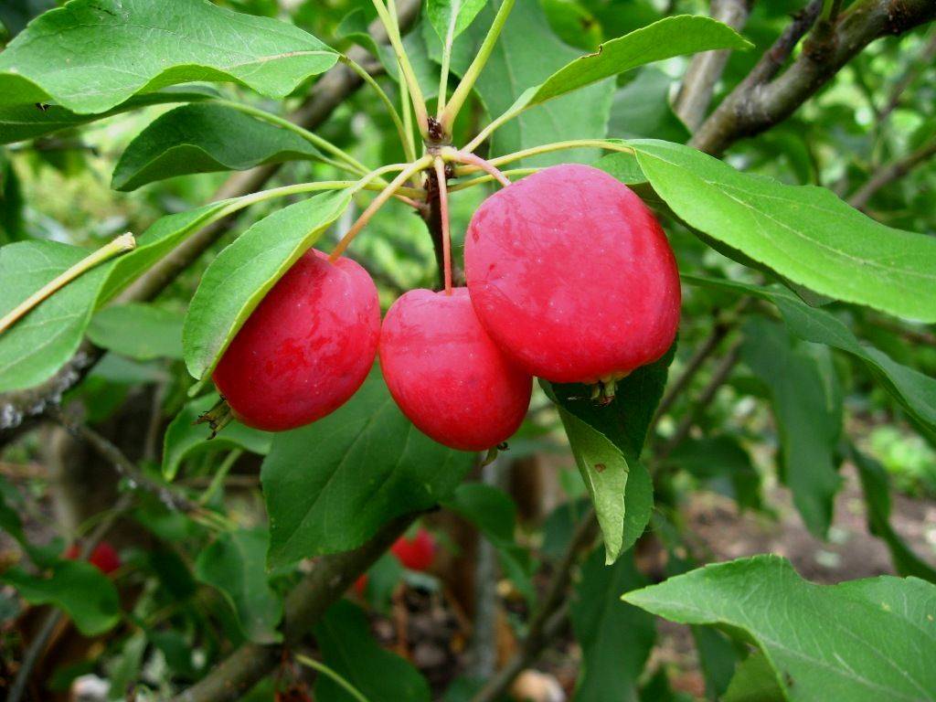 Множественные разновидности яблонь китаек