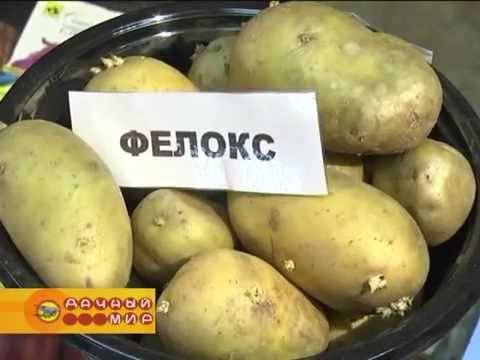 Сорт картофеля фелокс: ботаническое описание, агротехника выращивания и уход