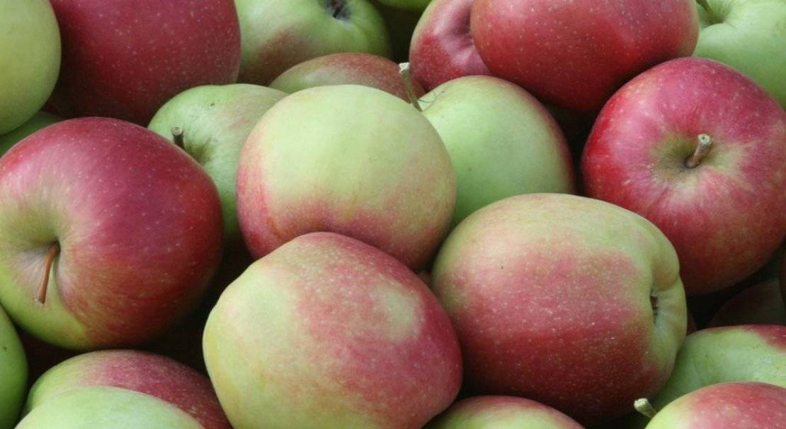 Характеристика высокоурожайного зимнего сорта яблони лигол