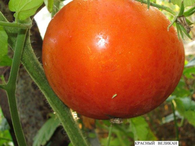 Томат "перцевидный гигант": характеристика и подробное описание сорта помидор с фото, отзывы об урожайности