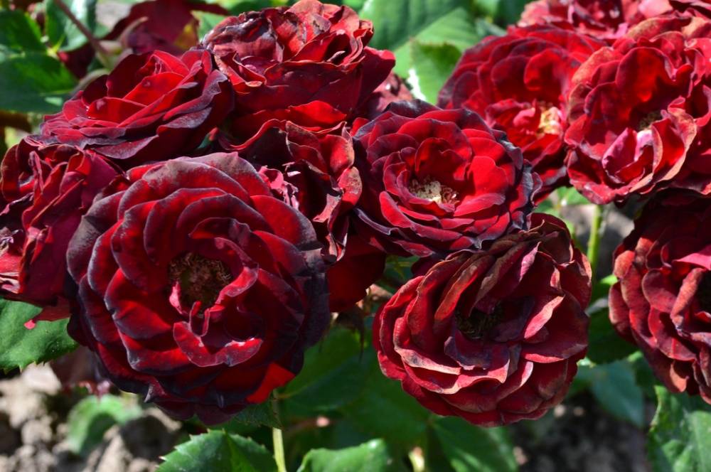 Чайно-гибридный сорт розы ред интуишн: как выращивать цветок, нюансы уход