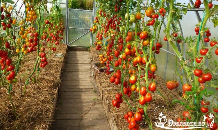 Высокорослые помидоры – удивите всех небывалым урожаем!