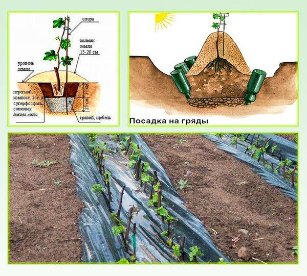 Виноград на урале: посадка, уход за виноградом и выращивание, борьба с вредителями и заготовка укрытия на зиму