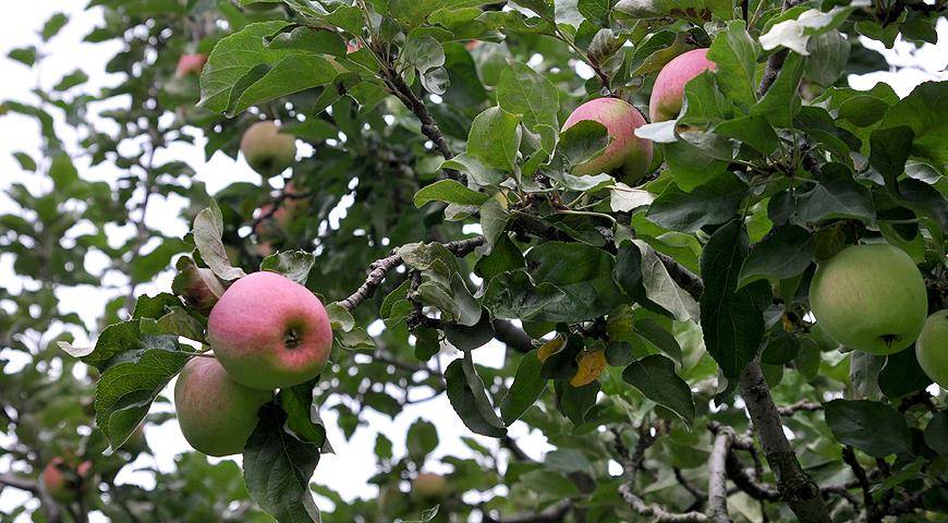 Сорт яблони "бессемянка мичуринская" — сорта вики ру