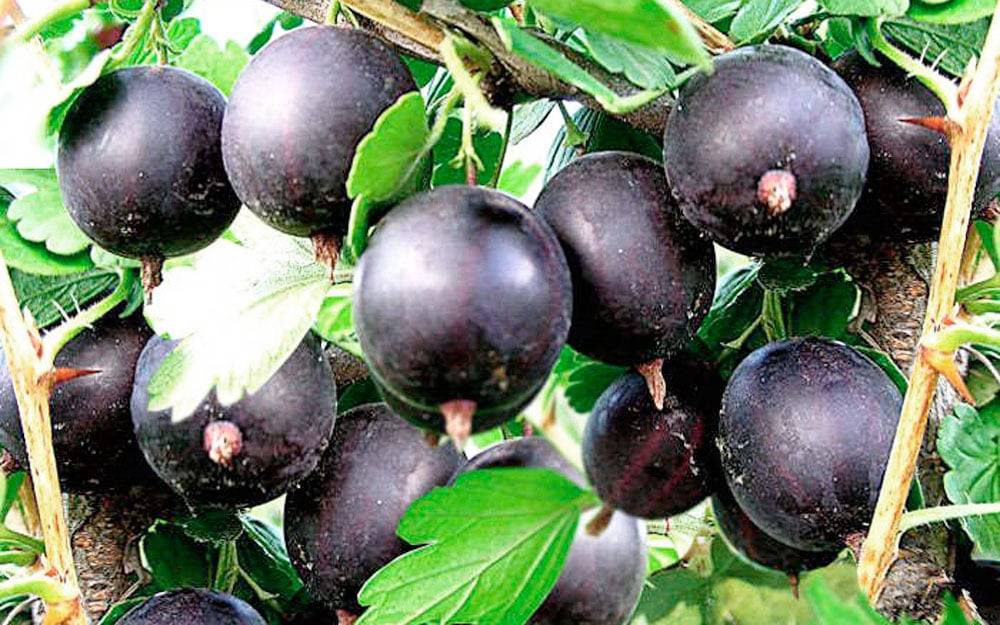 Крыжовник черносливовый: описание и особенности выращивания сорта