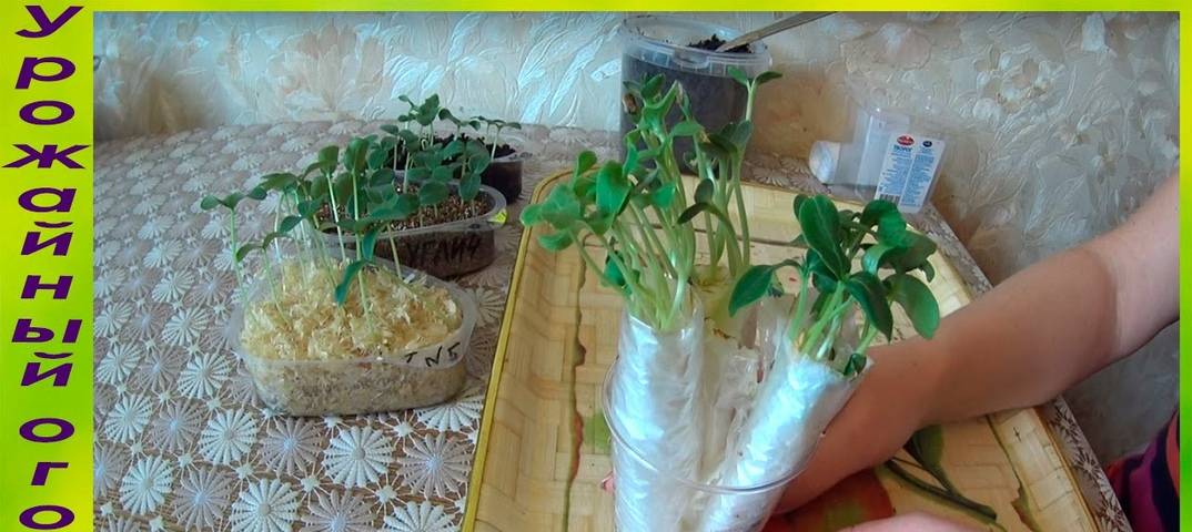 Выращивание огурцов в мешках: пошаговая инструкция, преимущества и недостатки, правила ухода, фото
