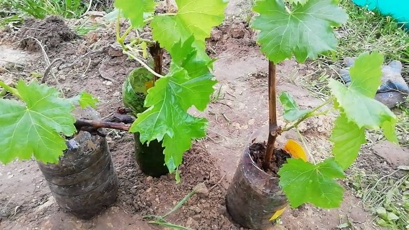 Как посадить виноград на Урале весной в открытом грунте, выращивание и уход