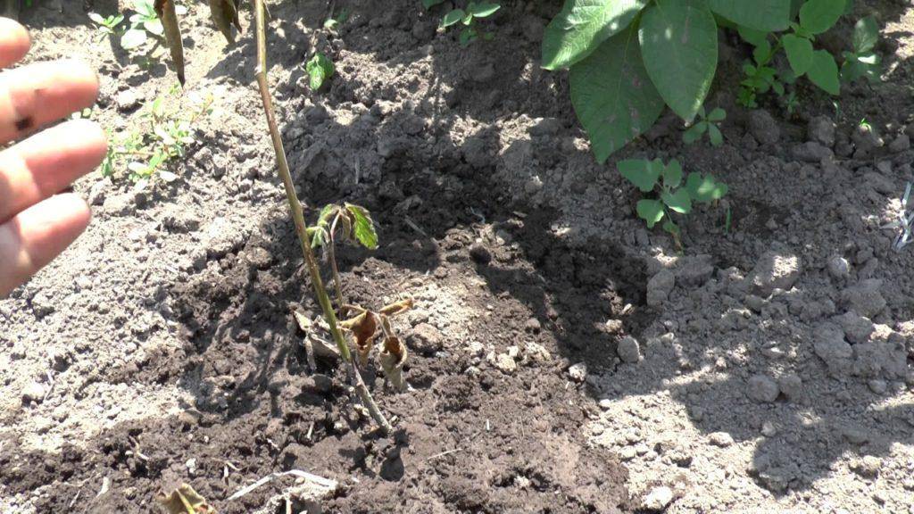 4 важных правила при выращивании ежевики, чтобы собирать большой урожай